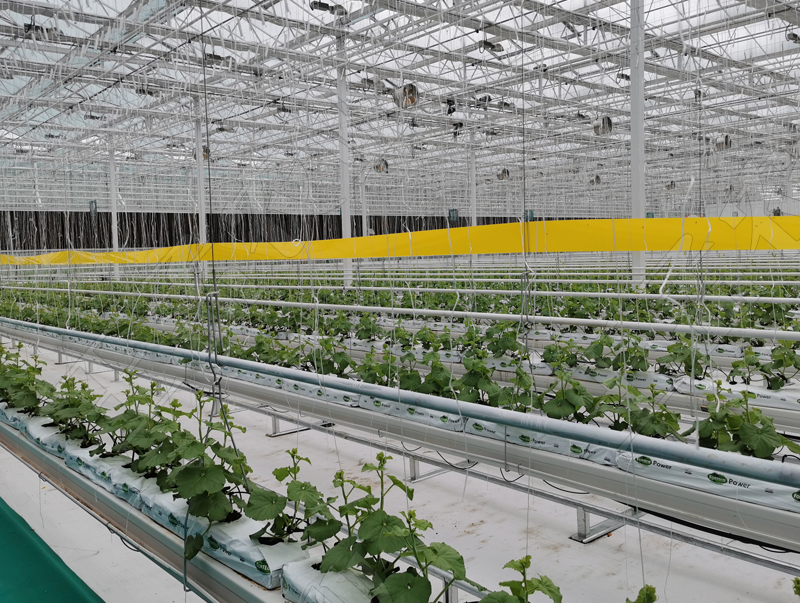 蔬菜温室大棚建设完工后的病虫防治工作（1）