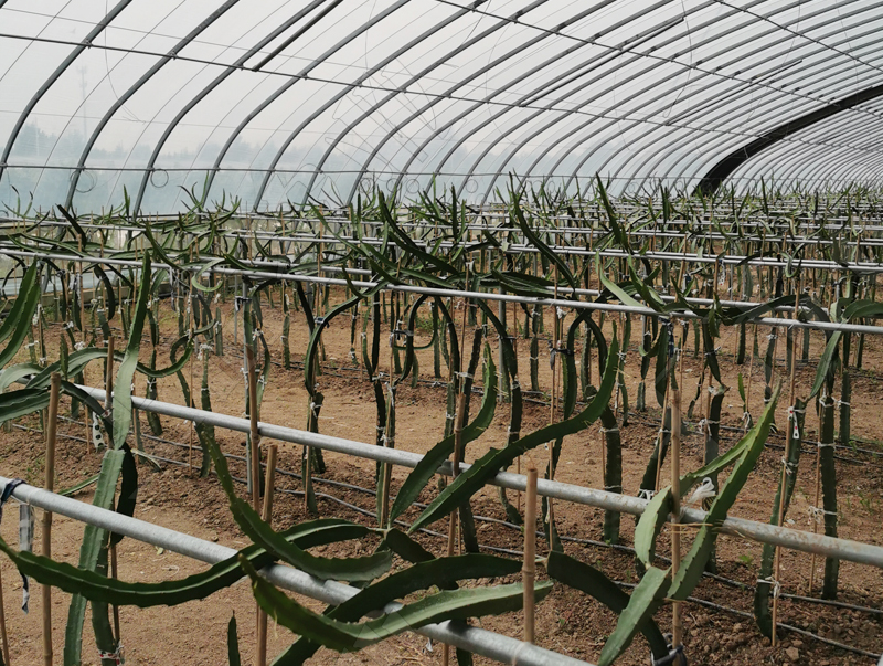 温室大棚蔬菜种植技术研究